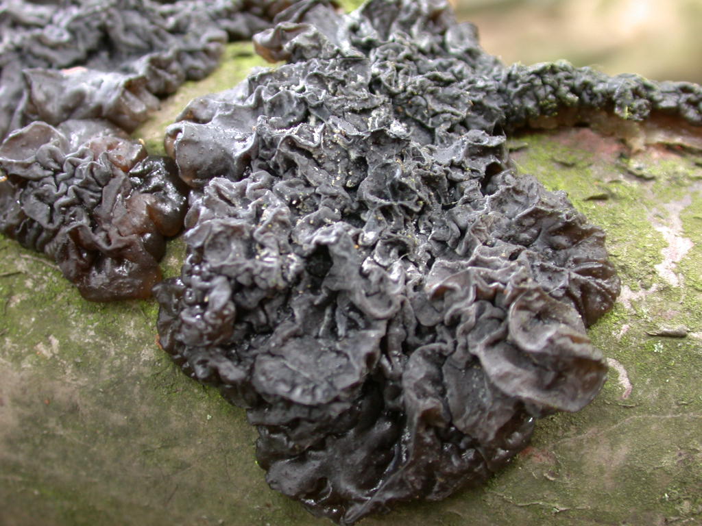 Oggi N�5 ... 12 Giugno 2010